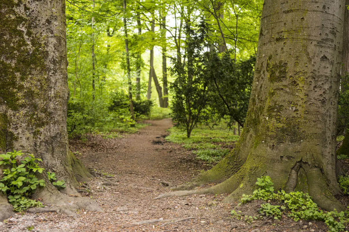 Zwischen alten Baumstämmen leuchtet im Wald das frische Grün des Frühlings.